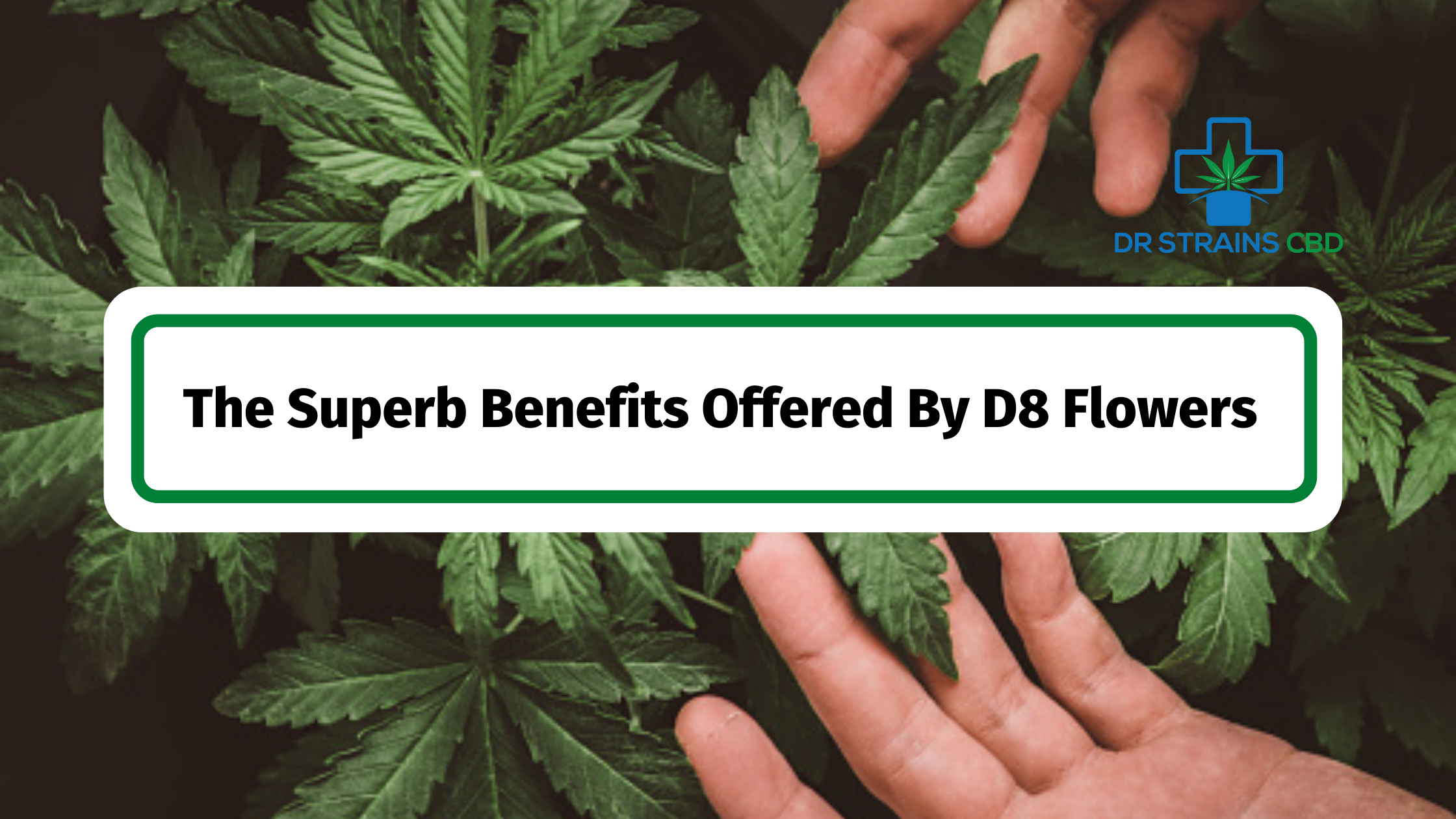 <strong>The Superb Benefits Offered By D8 Flowers</strong>