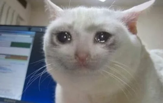 the crying cat meme